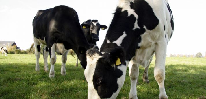 Eurosalt GMP+ Viehsalz---Ein erstklassiges Qualitätsprodukt!